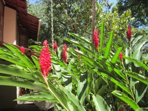 Hotel Luz de Mono 3, Montezuma 